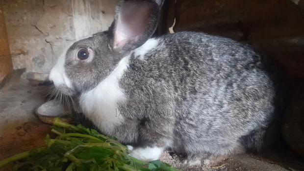 Female Dutch Rabbit for Salw
