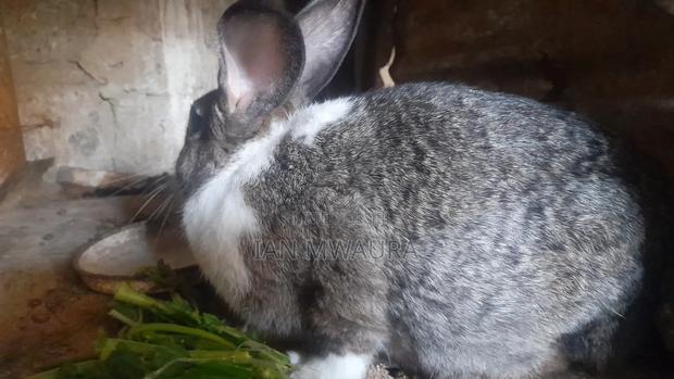 Female Dutch Rabbit for Salw - thumbnail 2