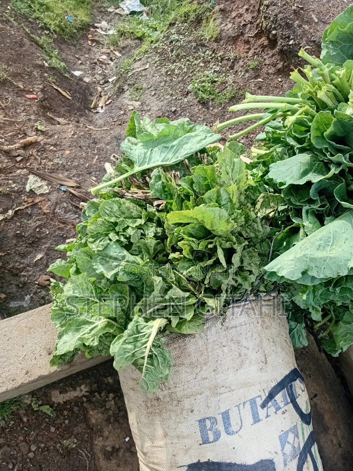 Fresh Spinach for Sale