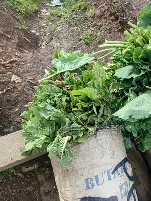 Fresh Spinach for Sale