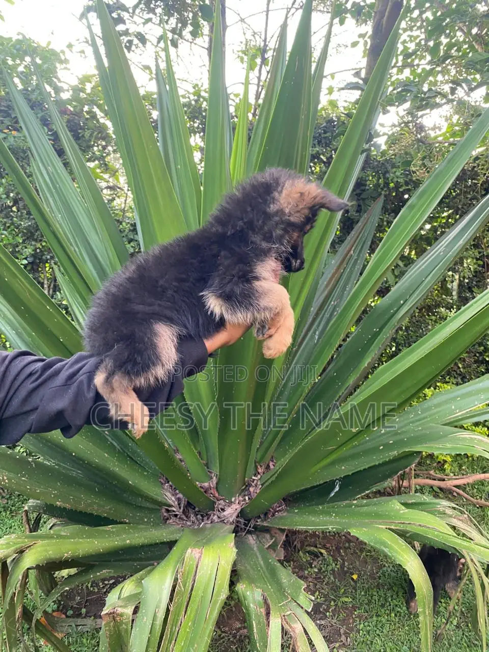 3-6 months Male Purebred German Shepherd