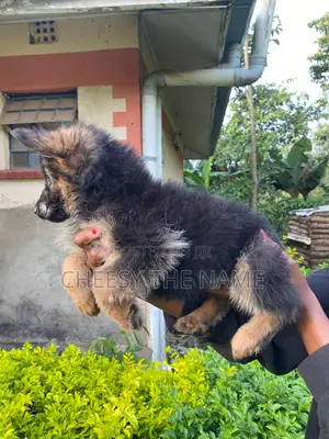 3-6 months Male Purebred German Shepherd