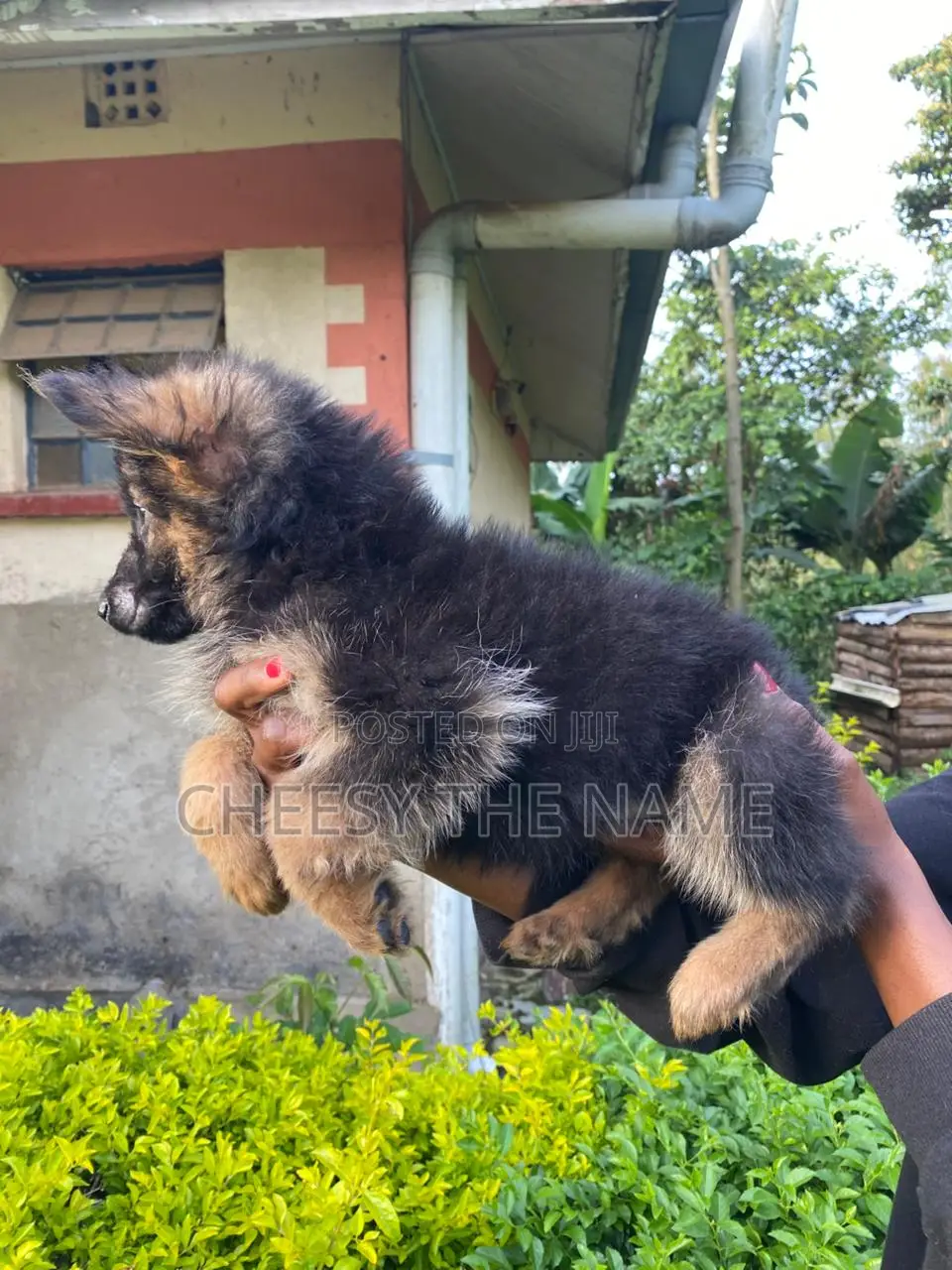 3-6 months Male Purebred German Shepherd