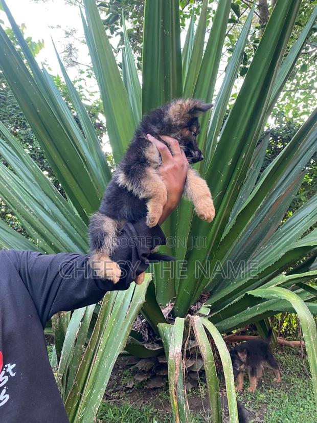 3-6 months Male Purebred German Shepherd - thumbnail 3