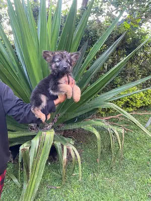 3-6 months Male Purebred German Shepherd