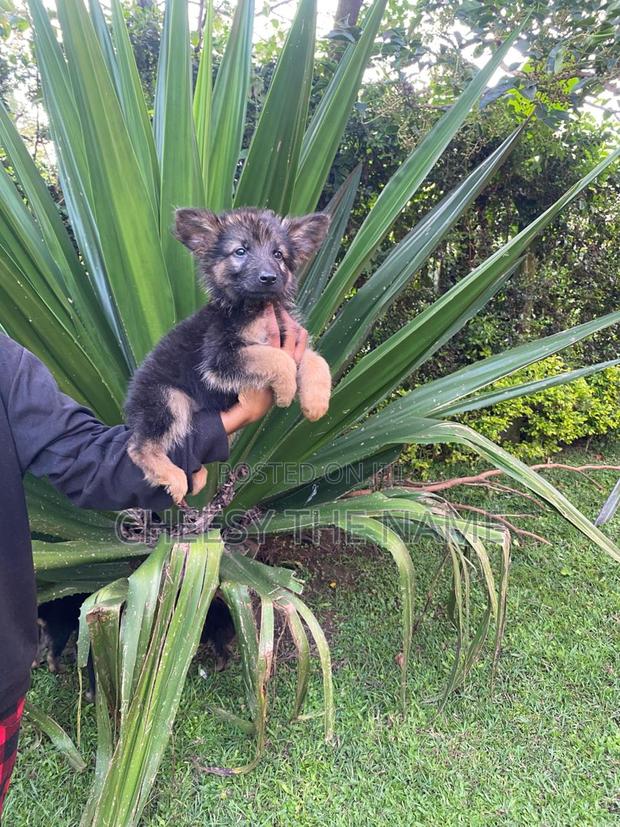 3-6 months Male Purebred German Shepherd - thumbnail 4
