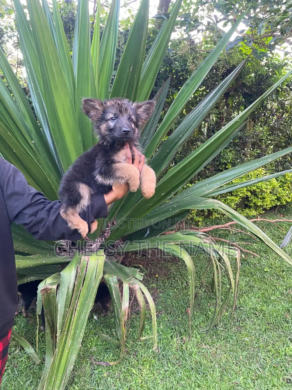 3-6 months Male Purebred German Shepherd