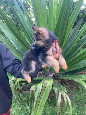 3-6 months Male Purebred German Shepherd
