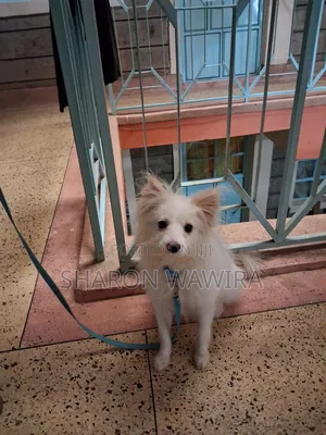 6-12 months Female Purebred Chihuahua