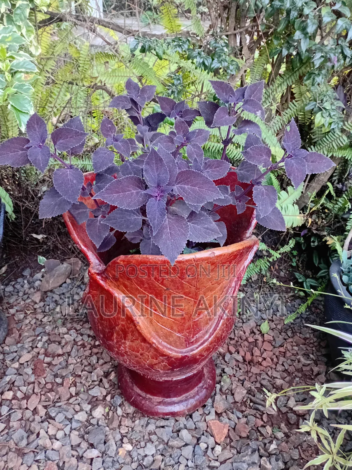 Clay and Potted Plants Available