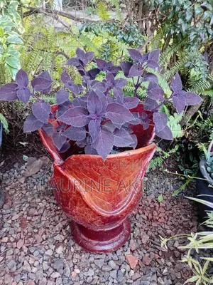 Clay and Potted Plants Available