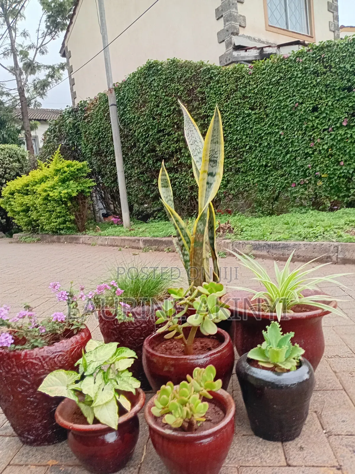 Clay and Potted Plants Available