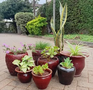 Clay and Potted Plants Available