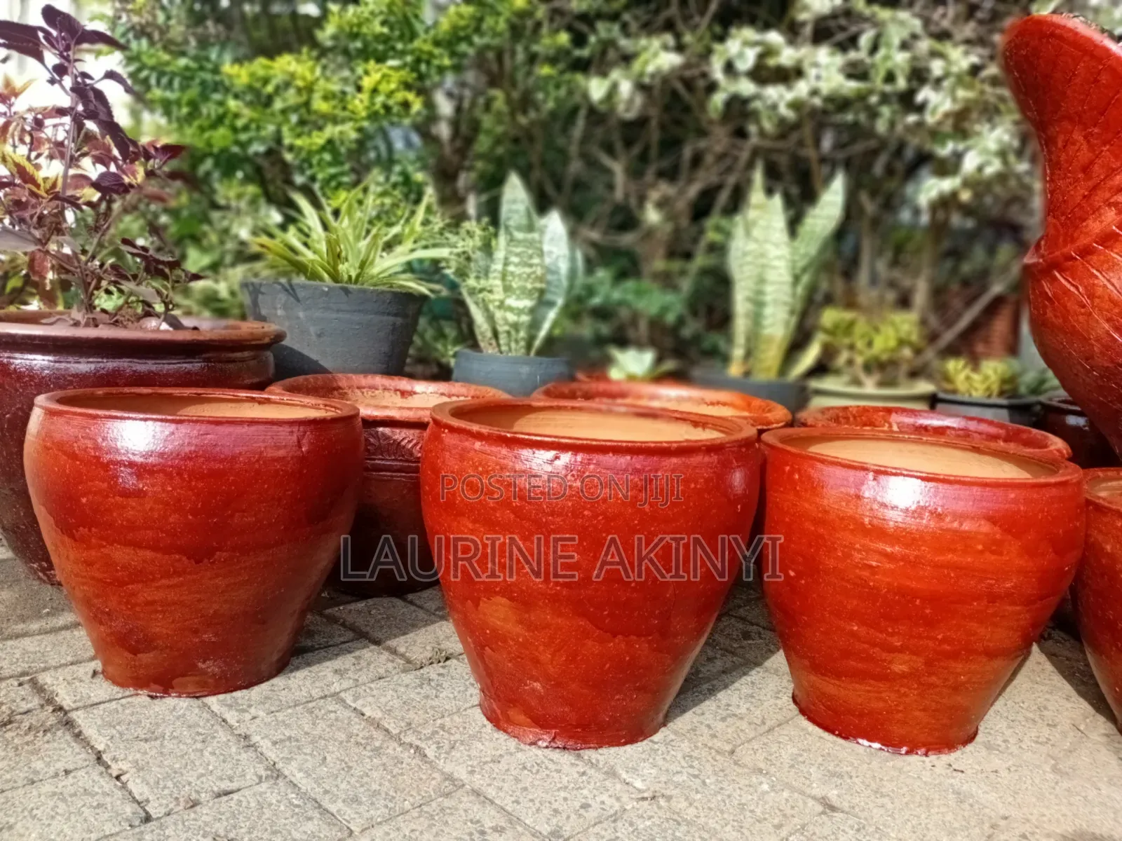 Clay and Potted Plants Available