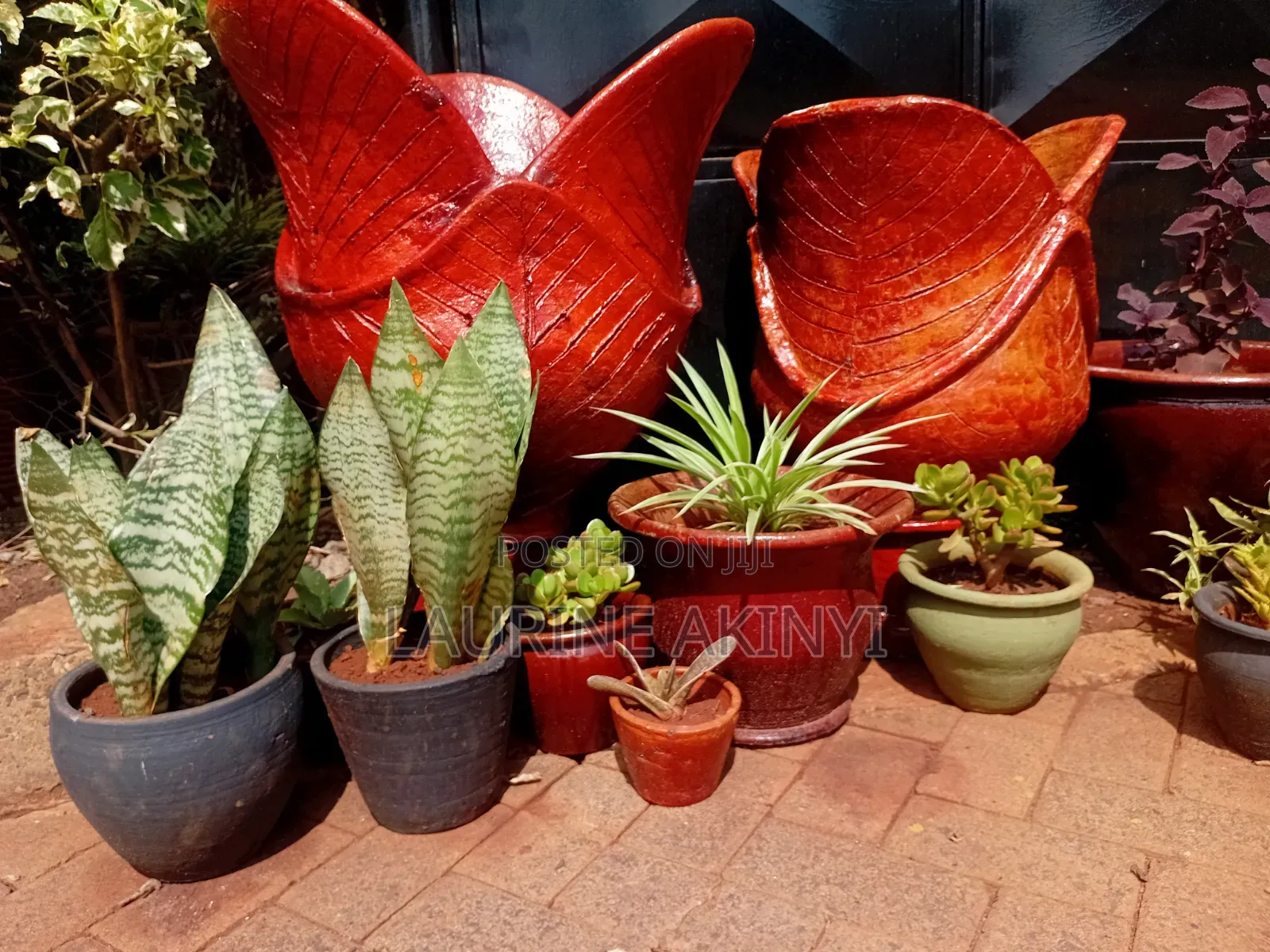 Clay and Potted Plants Available