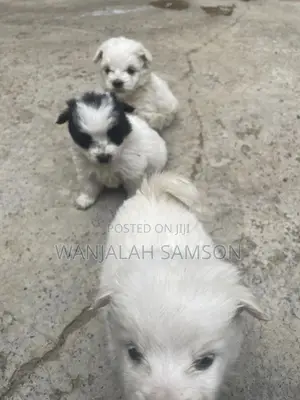 0-1 month Male Purebred Maltese