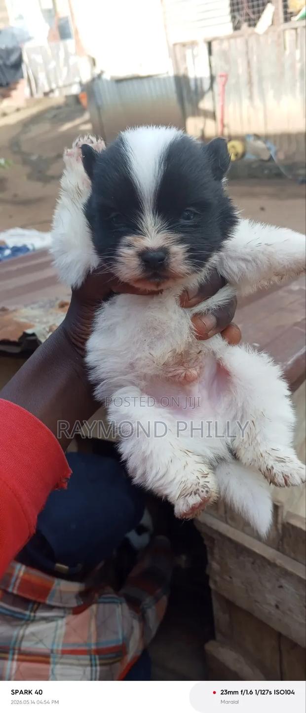 1-3 months Male Purebred Chihuahua