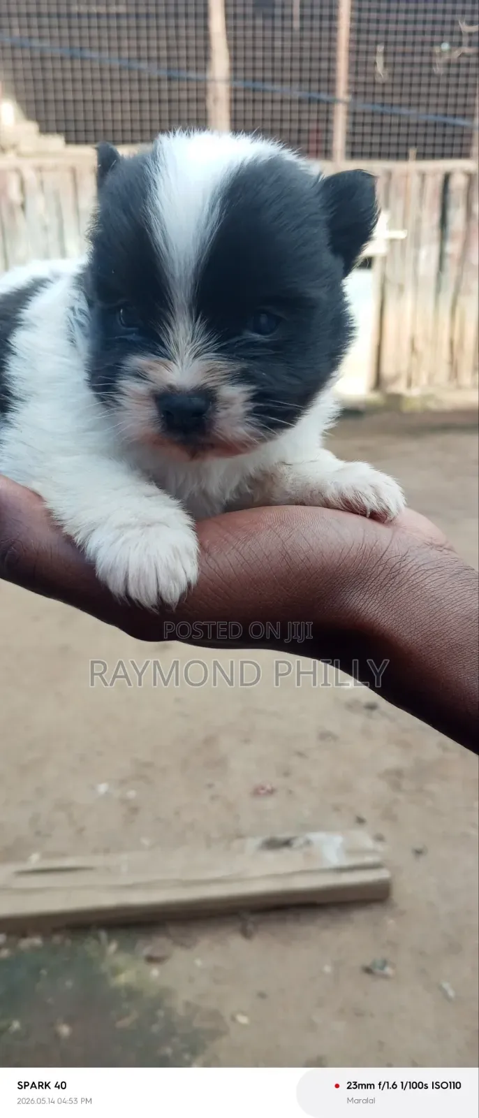 1-3 months Male Purebred Chihuahua