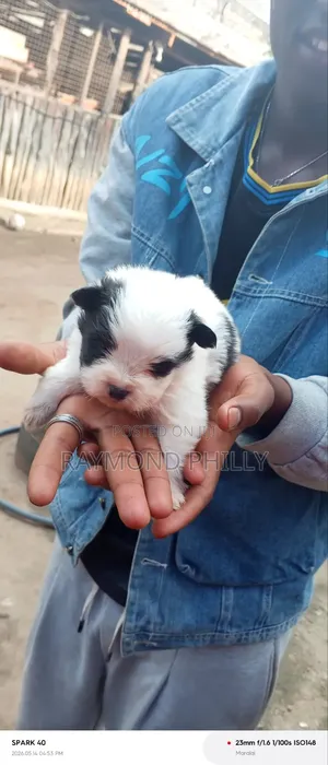 1-3 months Male Purebred Chihuahua