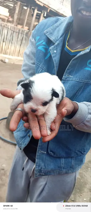1-3 months Male Purebred Chihuahua