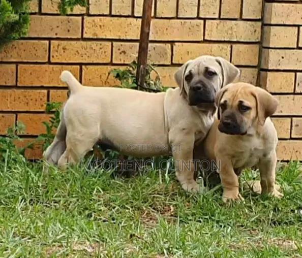 1-3 months Male Purebred Boerboel