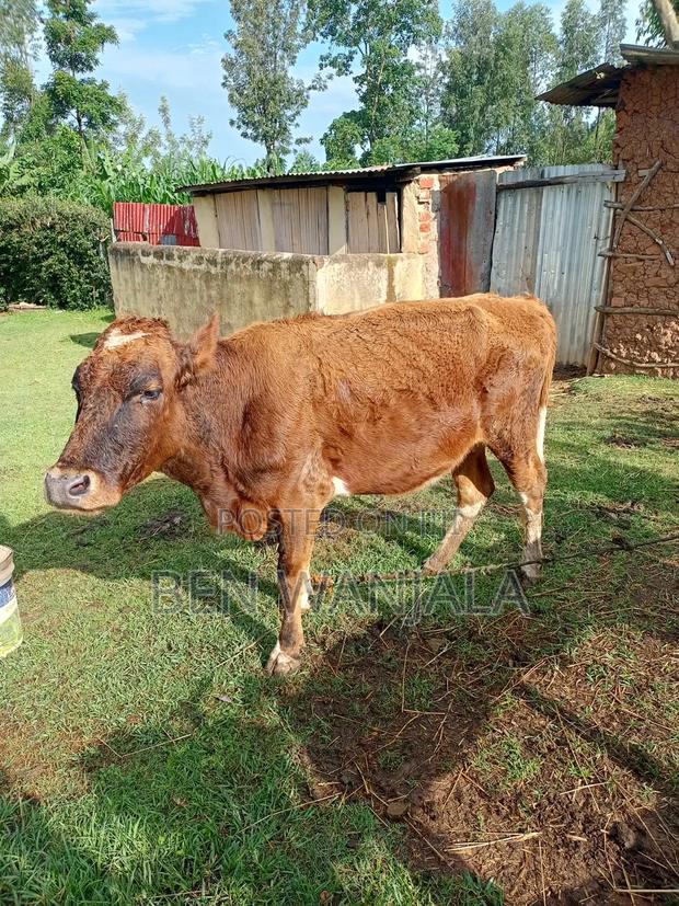 Aryshire Dairy Cow Which Has Had One Calf and a Second Calving