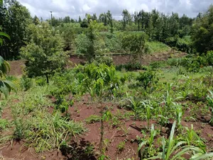 1/4 Acre Plot for Sale in Kiamuthambi, Kirinyaga County.