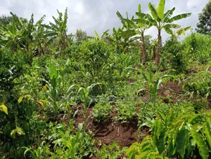 1/4 Acre Plot for Sale in Kiamuthambi, Kirinyaga County.
