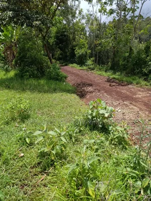 1/4 Acre Plot for Sale in Kiamuthambi, Kirinyaga County.