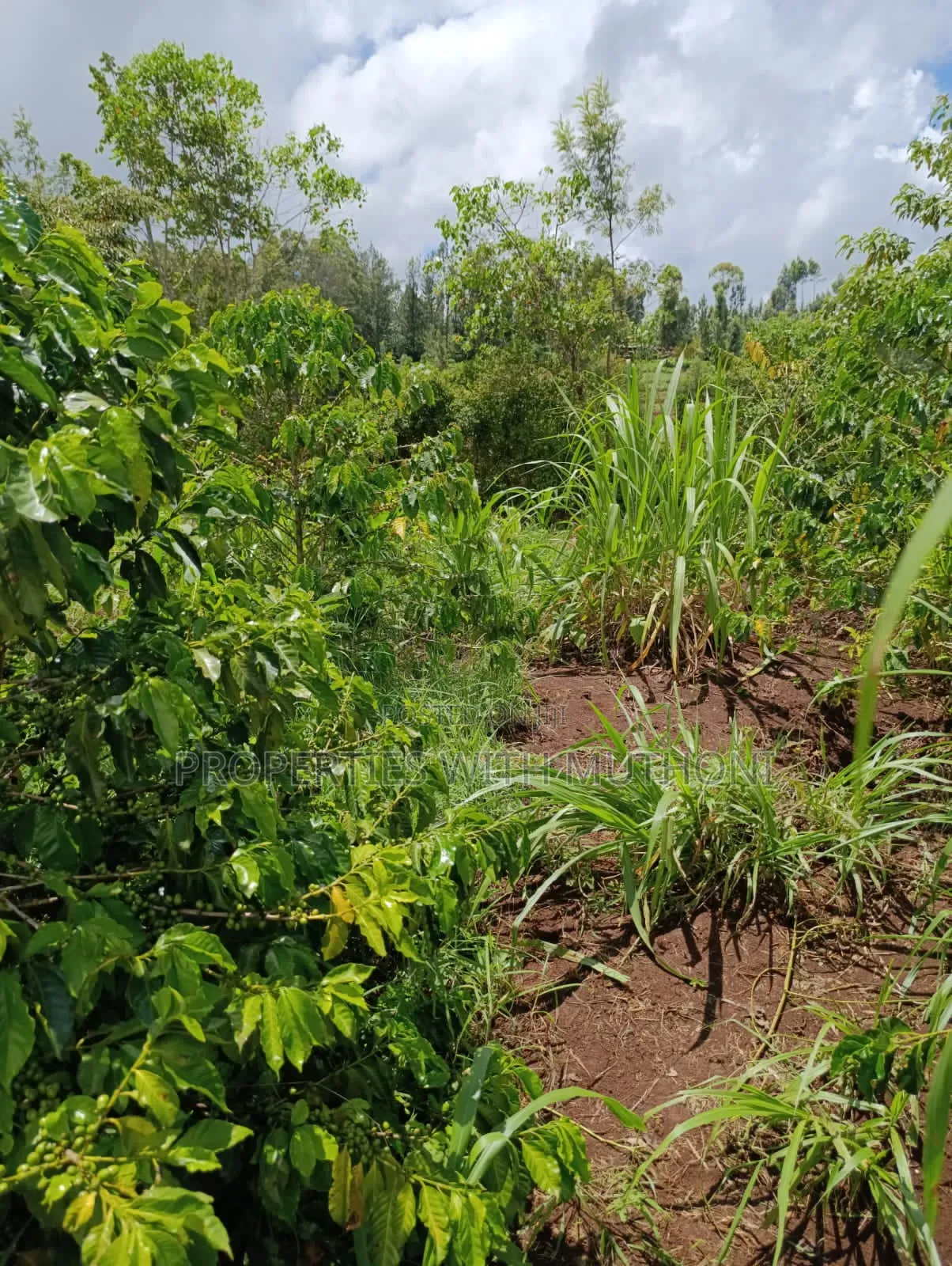 1/4 Acre Plot for Sale in Kiamuthambi, Kirinyaga County.