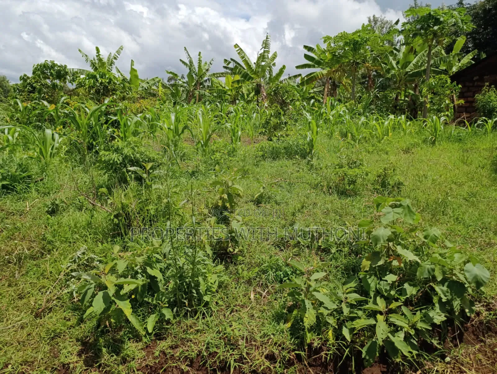 1/4 Acre Plot for Sale in Kiamuthambi, Kirinyaga County.