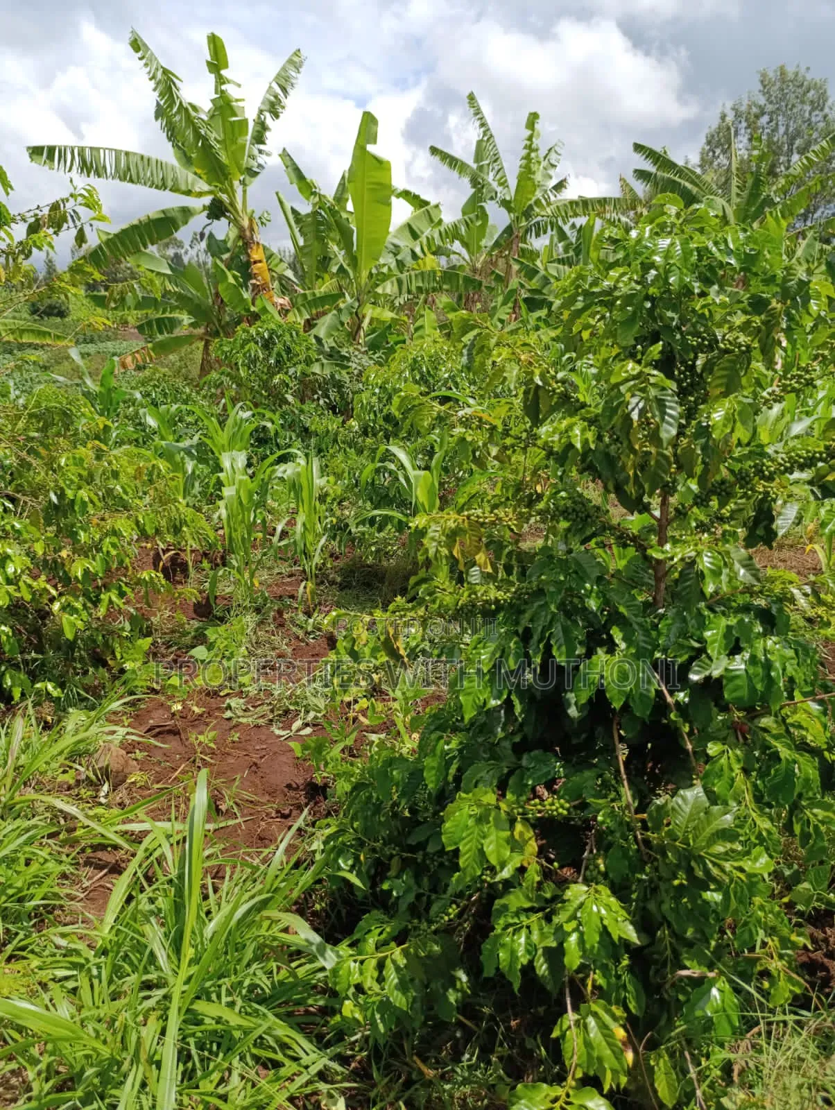 1/4 Acre Plot for Sale in Kiamuthambi, Kirinyaga County.