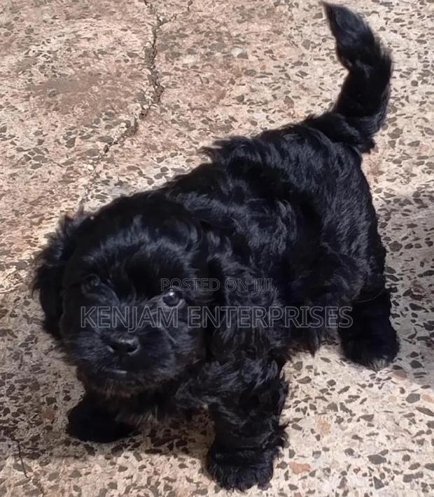 1-3 months Male Purebred Havanese