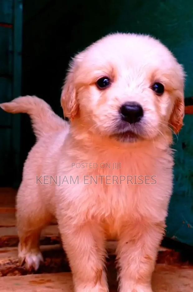 1-3 months Male Purebred Golden Retriever