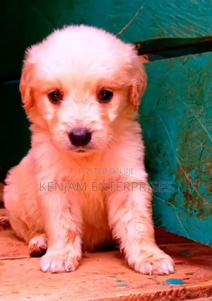 1-3 months Female Purebred Golden Retriever