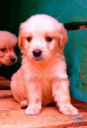 1-3 months Male Purebred Golden Retriever