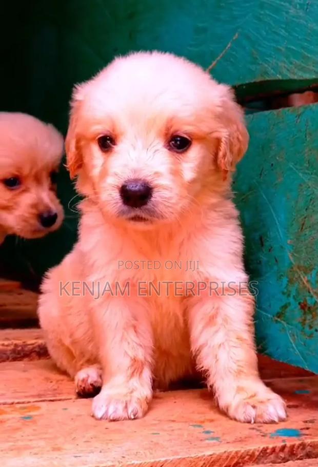 1-3 months Male Purebred Golden Retriever