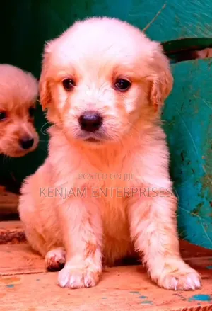 1-3 months Female Purebred Golden Retriever