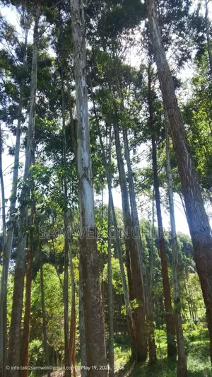 Blue Gum Trees Plantation for Sale
