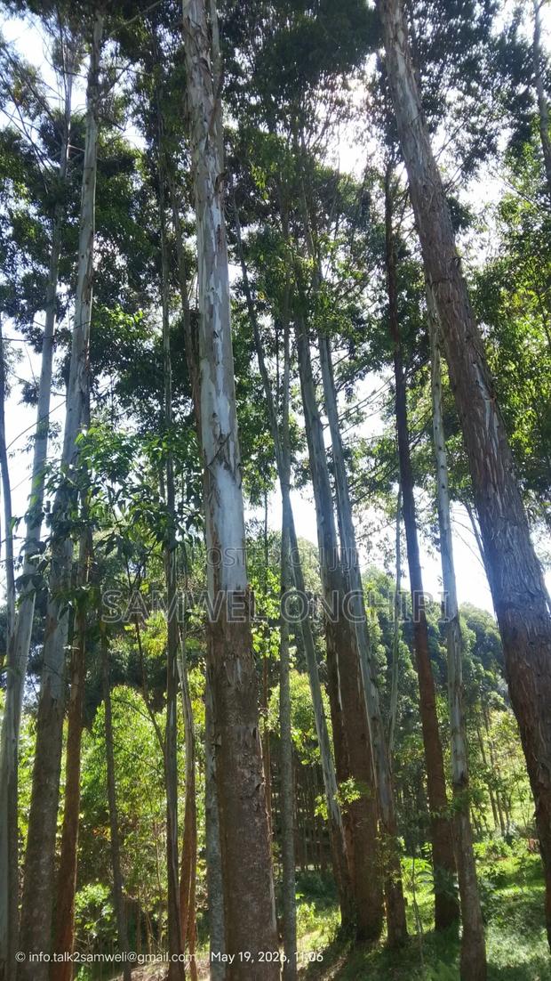 Blue Gum Trees Plantation for Sale