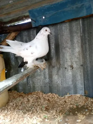 Half Pom Cross Pair