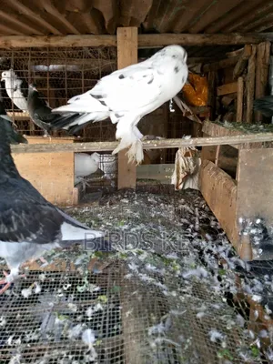 Half Pom Cross Pair