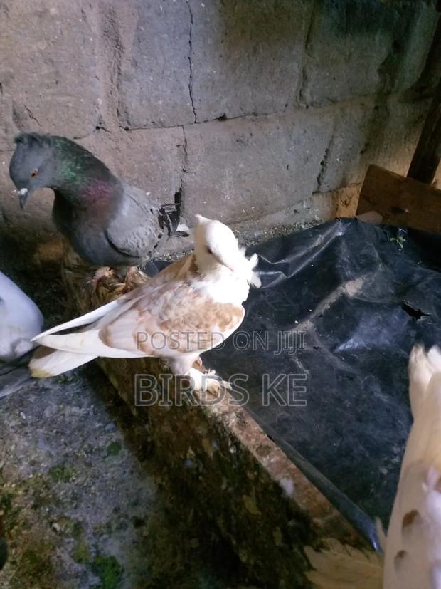 Brown Laced Female Satinnet - thumbnail 3