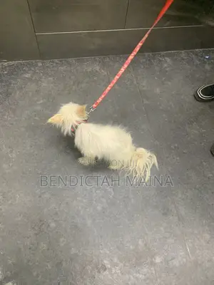 1+ year Female Mixed Breed Chihuahua