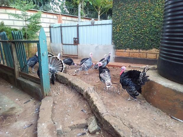 Turkeys for Sale - thumbnail 5