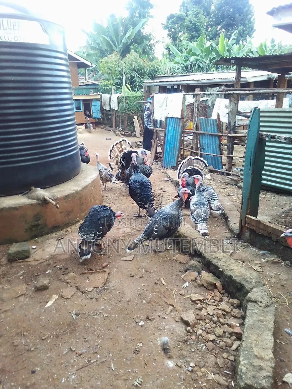 Turkeys for Sale