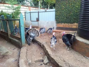 Turkeys for Sale