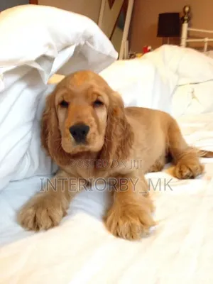 6-12 months Male Purebred Cocker Spaniel