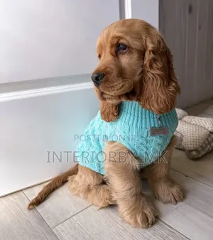 6-12 months Female Purebred Cocker Spaniel
