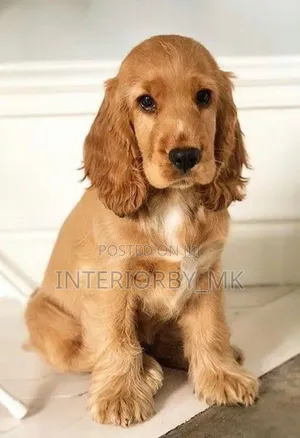 6-12 months Male Purebred Cocker Spaniel